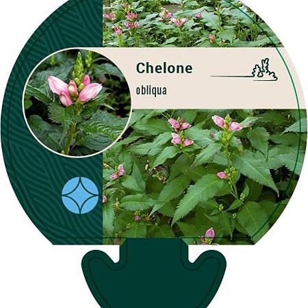 Chelone obliqua Pot 9 cm