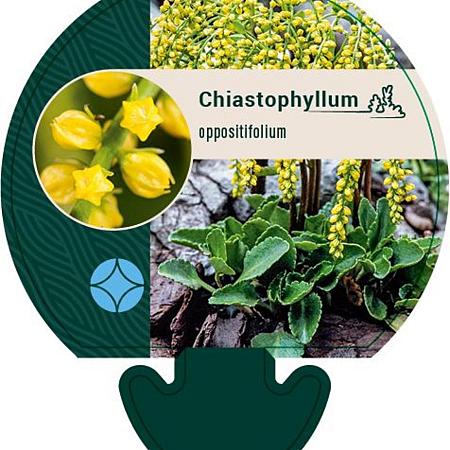 Chiastophyllum oppositifolium Pot 9 cm