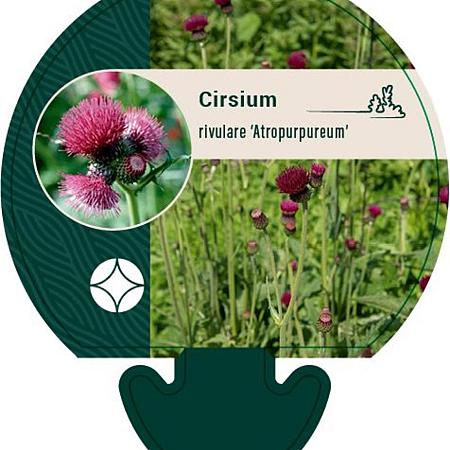 Cirsium rivulare 'Atropurpureum' Pot 9 cm