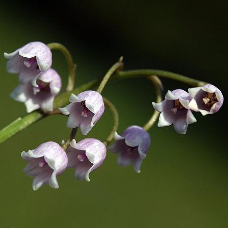 Convallaria maj. 'Rosea' Pot 9 cm