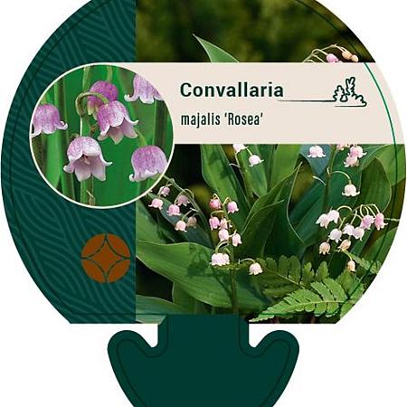 Convallaria maj. 'Rosea' Pot 9 cm
