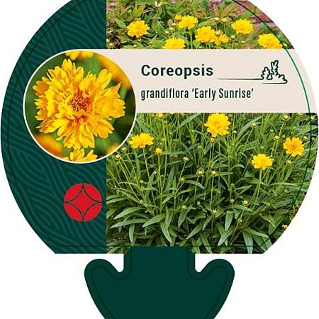 Coreopsis gr. 'Early Sunrise' Pot 9 cm