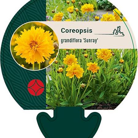 Coreopsis gr. 'Sunray' Pot 9 cm