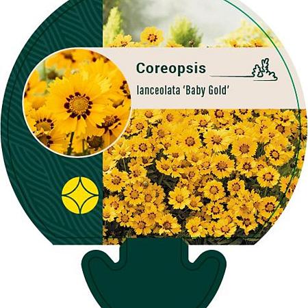Coreopsis lanceolata 'Baby Gold' Pot 9 cm