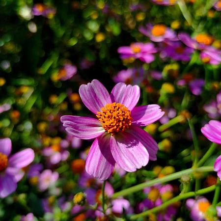 Coreopsis r. 'American Dream' Pot 9 cm