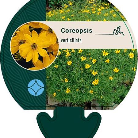 Coreopsis verticillata Pot 9 cm