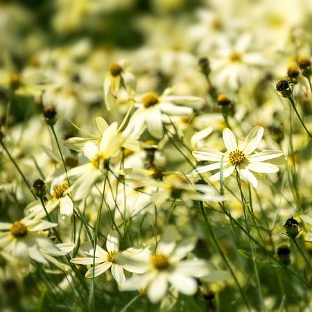 Coreopsis vert. 'Moonbeam' Pot 9 cm