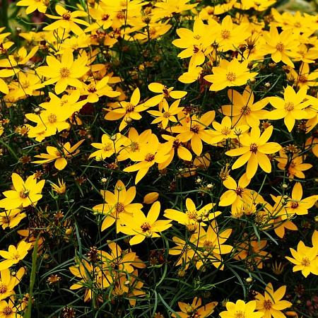 Coreopsis vert. 'Zagreb' Pot 9 cm
