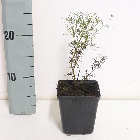 Coreopsis vert. 'Zagreb' Pot 9 cm