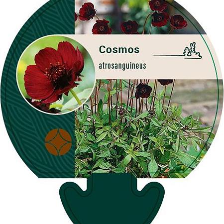 Cosmos atrosanguineus Pot 9 cm