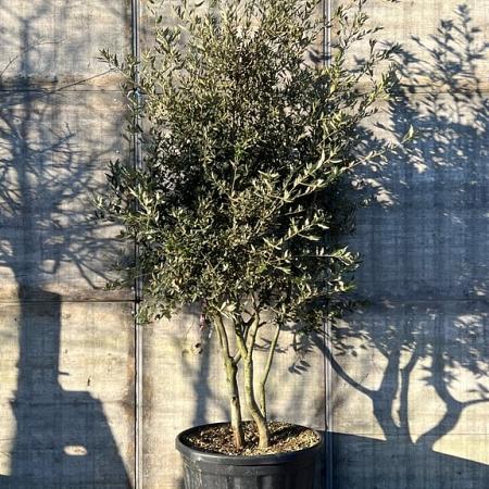 Quercus ilex Pot 230 Liter 200 - 250 cm Meerstammig