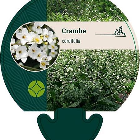 Crambe cordifolia Pot 9 cm
