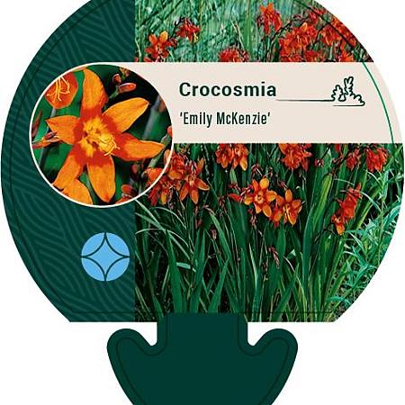 Crocosmia 'Emily McKenzie' Pot 9 cm