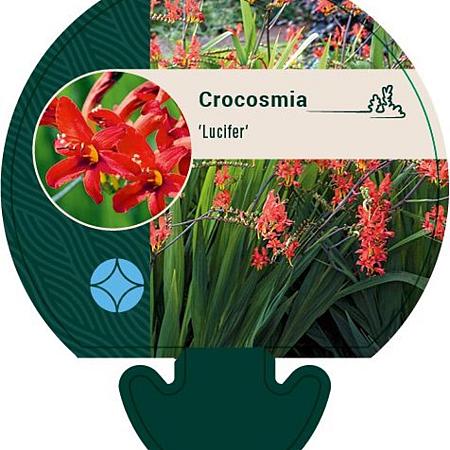Crocosmia 'Lucifer' Pot 9 cm