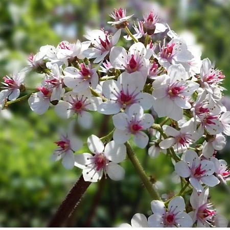 Darmera peltata Pot 9 cm