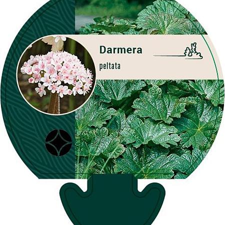 Darmera peltata Pot 9 cm