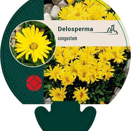 Delosperma congestum Pot 9 cm