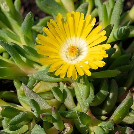 Delosperma congestum Pot 9 cm