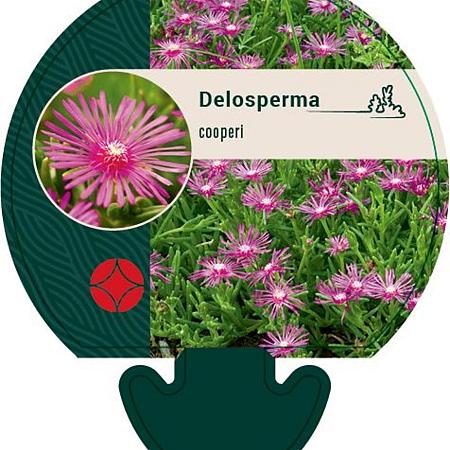 Delosperma cooperi Pot 9 cm