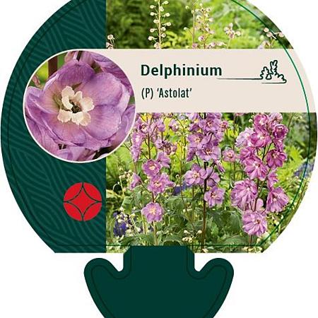 Delphinium (P) 'Astolat' Pot 9 cm