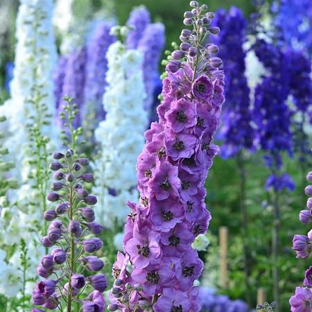 Delphinium (P) 'Astolat' Pot 9 cm