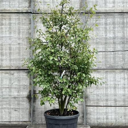 Amelanchier lamarckii Pot 110 liter 200 - 225 cm