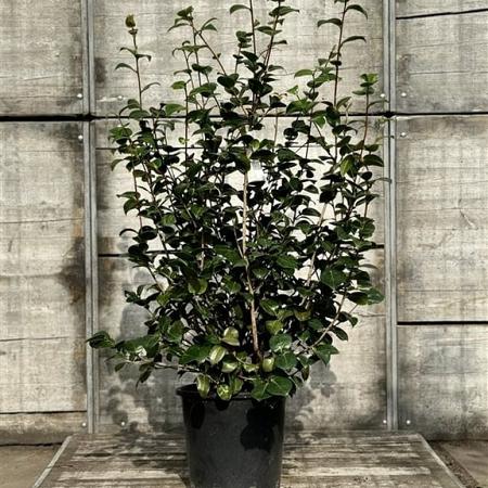 Camellia japonica Pot 25 Liter 100 - 125 cm