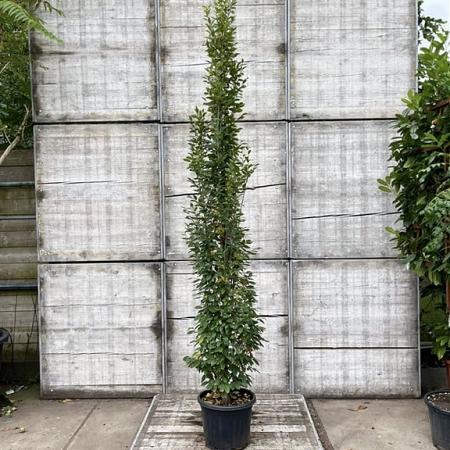Carpinus Betulus pyramidalis  Pot 30 Liter 250 - 300 cm