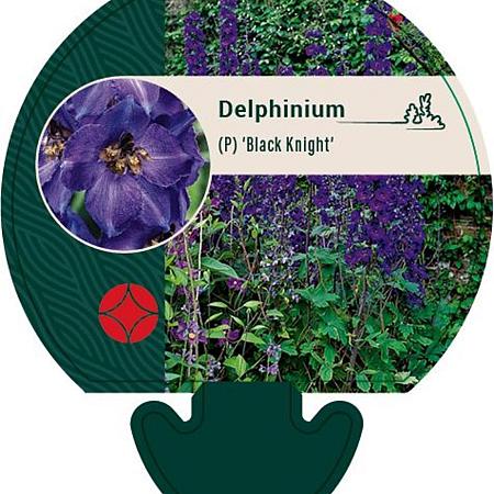 Delphinium (P) 'Black Knight' Pot 9 cm