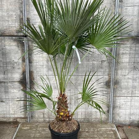 Chamaerops humilis Pot 30 Liter 