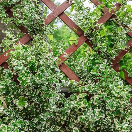 Euonymus fort. 'Silver Queen' Pot 7,5 Liter stam 90 cm