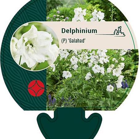 Delphinium (P) 'Galahad' Pot 9 cm