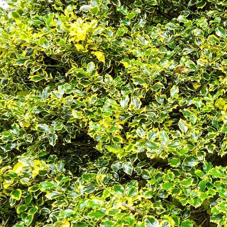 Ilex aq. 'Argentea Marginata' Bolvorm 80-90cm