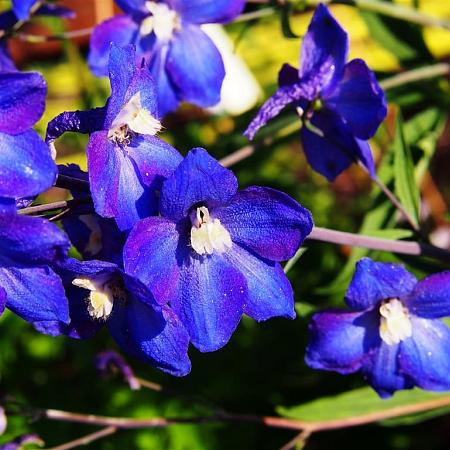 Delphinium (P) 'King Arthur' Pot 9 cm