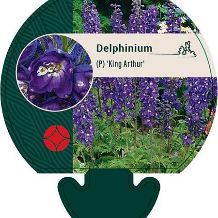 Delphinium (P) 'King Arthur' Pot 9 cm