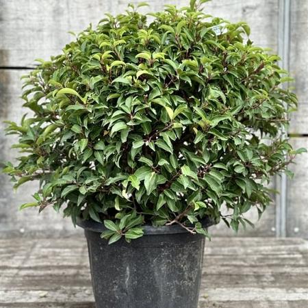 Prunus l. 'Angustifolia' Bolvorm 50-60 cm