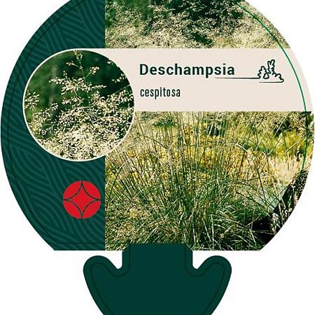 Deschampsia cespitosa Pot 9 cm