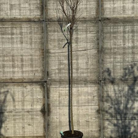 Prunus yedoensis Hoogstam (Stamomtrek 10-12 cm)