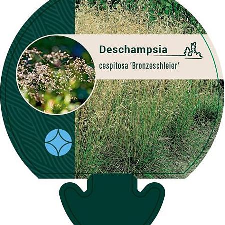 Deschampsia cesp. 'Bronzeschleier' Pot 9 cm