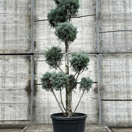 Cupressus ariz. 'Fastigiata' Pot 30 Liter 150 - 175 cm Pon-Ponvorm