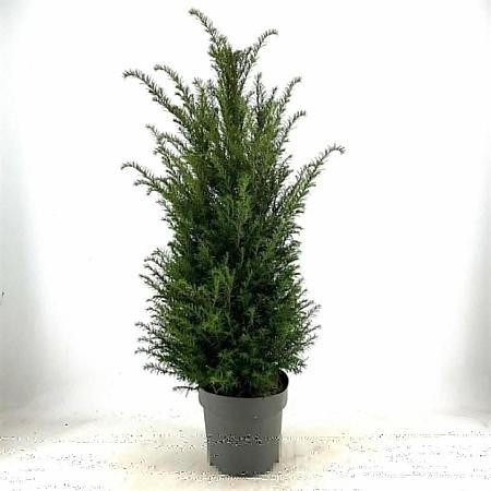 Taxus baccata Pot 10 liter 80 - 100 cm