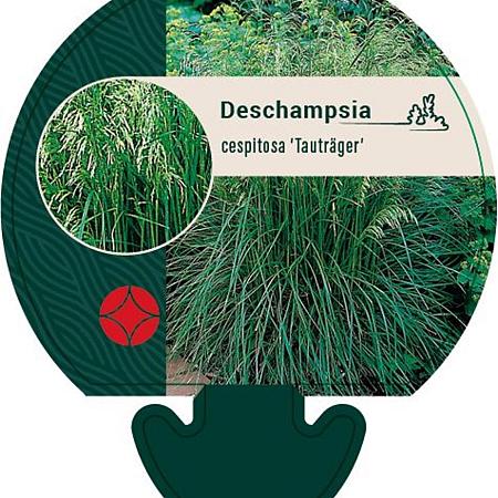Deschampsia cesp. 'Tauträger' Pot 9 cm