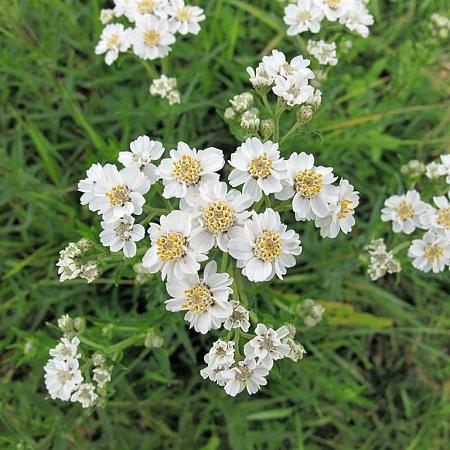 Achillea ptarmica Pot 9 cm