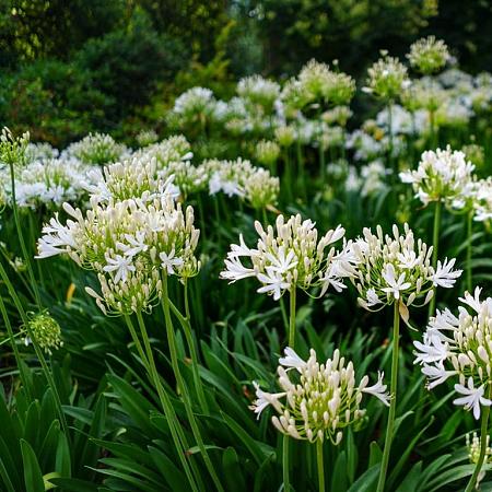 Agapanthus 'Polar Ice' Pot 9 cm