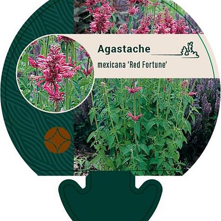 Agastache mex. 'Red Fortune' Pot 9 cm