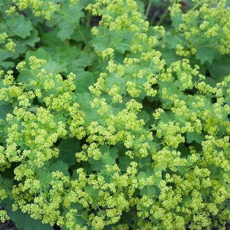 Alchemilla xanthochlora Pot 9 cm