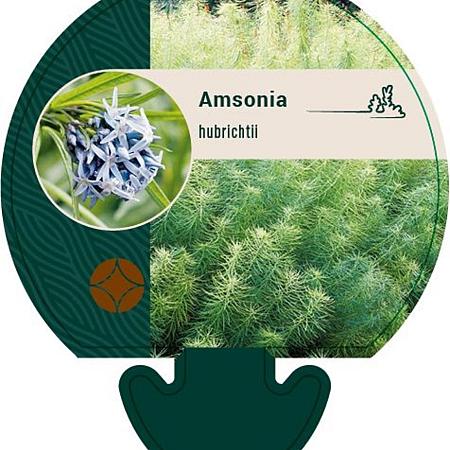 Amsonia hubrichtii Pot 9 cm