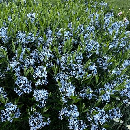 Amsonia orientalis Pot 9 cm