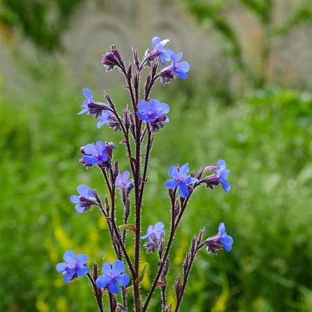 Anchusa azurea Pot 9 cm