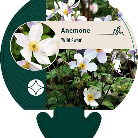 Anemone Wild Swan Pot 9 cm